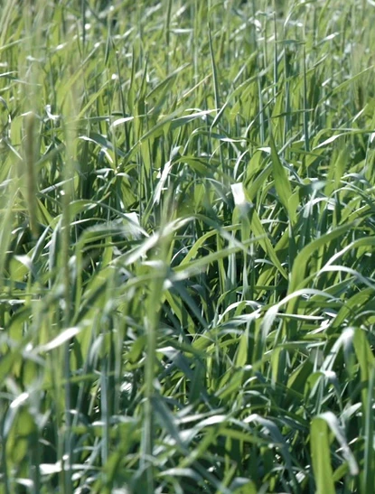 00_field