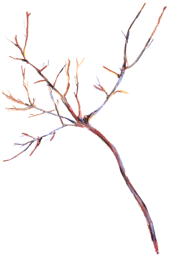 00-branch